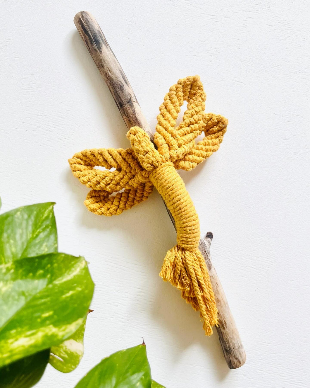 Mustard Dragonfly on Driftwood